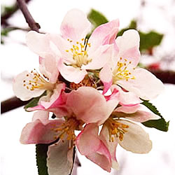 Apple-Blossom-Scented-Oil-Me-Fragrance