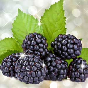 Blackberry-Scented-Oil-Me-Fragrance