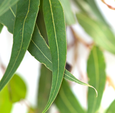 Eucalyptus-Scented-Oil-Me-Fragrance