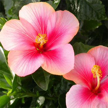 Hibiscus Scented Oil Me Fragrance Image
