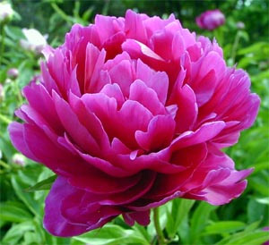 Peony-Scented-Oil-Me-Fragrance