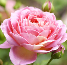 Rose Garden Scented Oil Me Fragrance Image