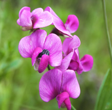 Sweet-Pea-Scented-Oil-Me-Fragrance