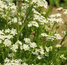 Caraway Scented Oil Me Fragrance Image