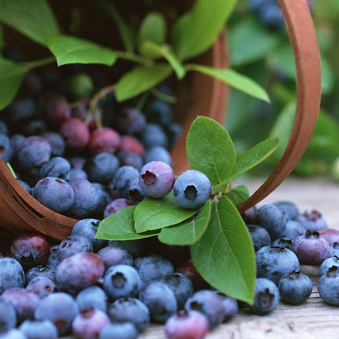 Blueberry Scented Oil Me Fragrance Image