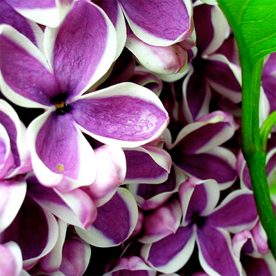 Lilac Scented Oil Me Fragrance Image