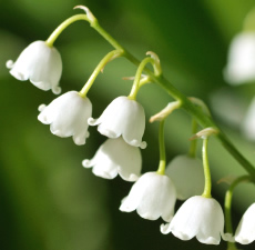 Lily of the Valley Scented Oil Me Fragrance Image