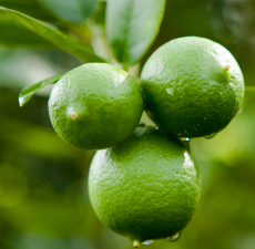 Lime Scented Oil Me Fragrance Image