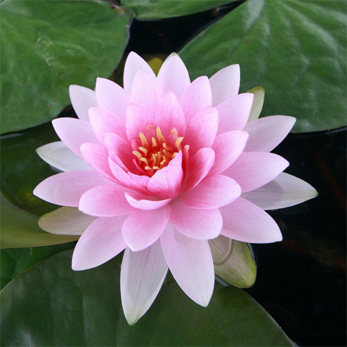 Lotus Scented Oil Me Fragrance Image