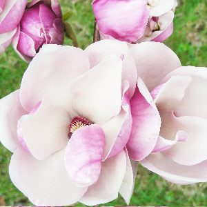 Magnolia-Scented-Oil-Me-Fragrance