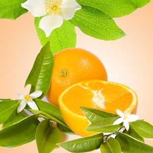 Orange-Blossom-Scented-Oil-Me-Fragrance