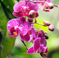 Orchid-Scented-Oil-Me-Fragrance