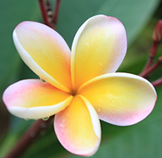 Plumeria-(Hawaiian)-Scented-Oil-Me-Fragrance