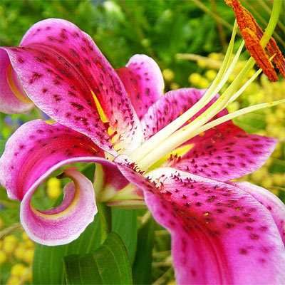 Lily Scented Oil Me Fragrance Image